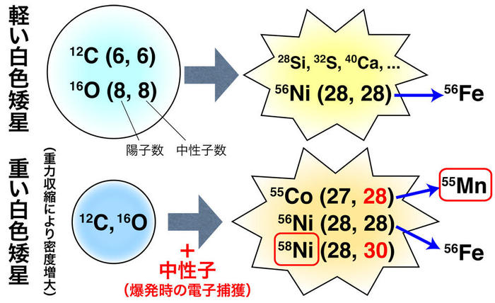 Ia型超新星における核融合反応の模式図