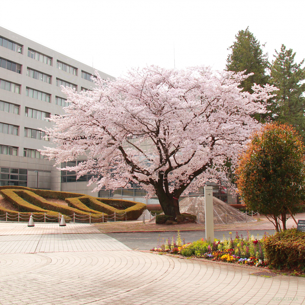 宇宙科学研究所の桜が満開　- Cherry blossoms in full bloom at ISAS -の写真