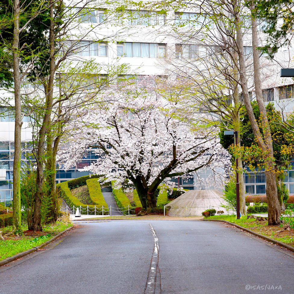 宇宙科学研究所の桜が満開の写真