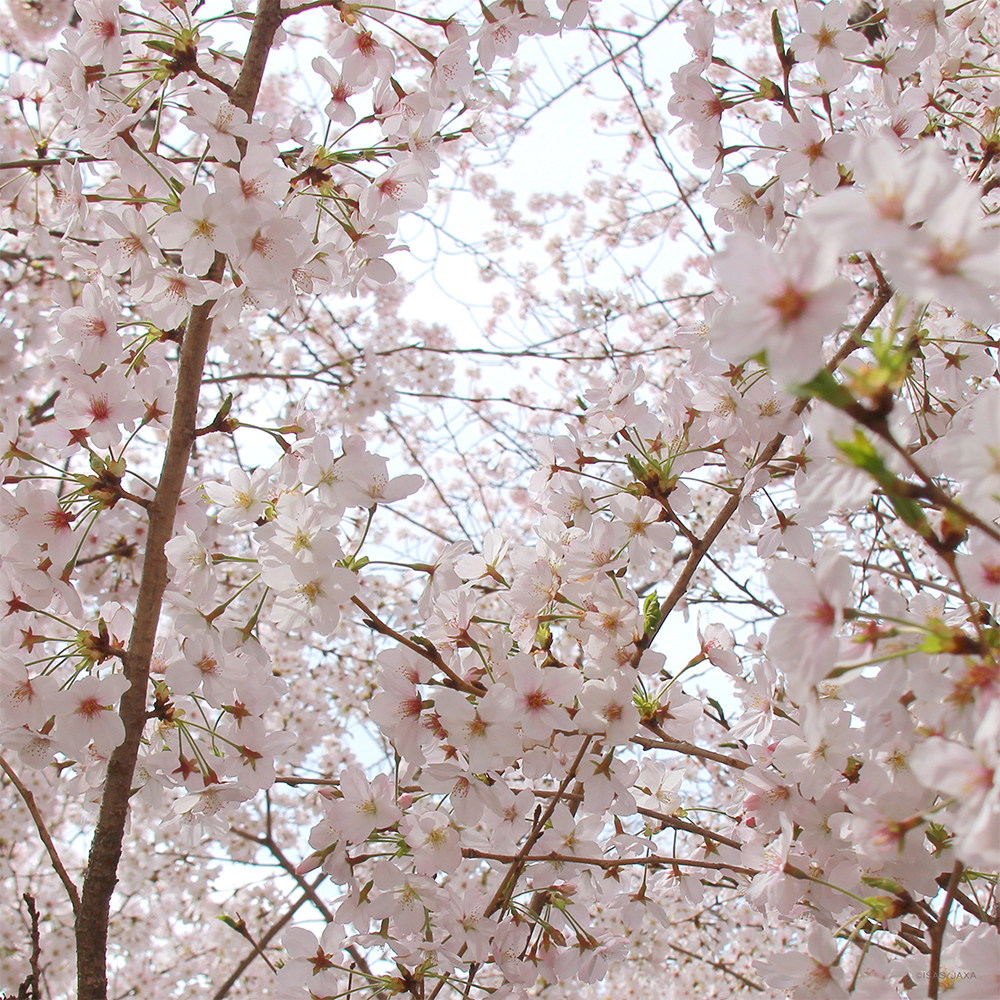 20200403_ISAS_sakura_C1.jpg