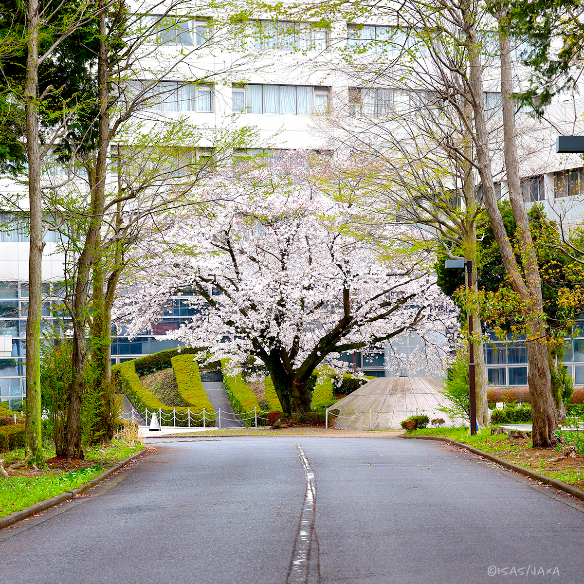 野の花写真 撮影のテクニックと実践 ~デジタルカメラで楽しむ