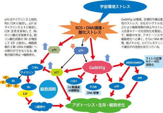 Isas 宇宙と老化 宇宙科学の最前線