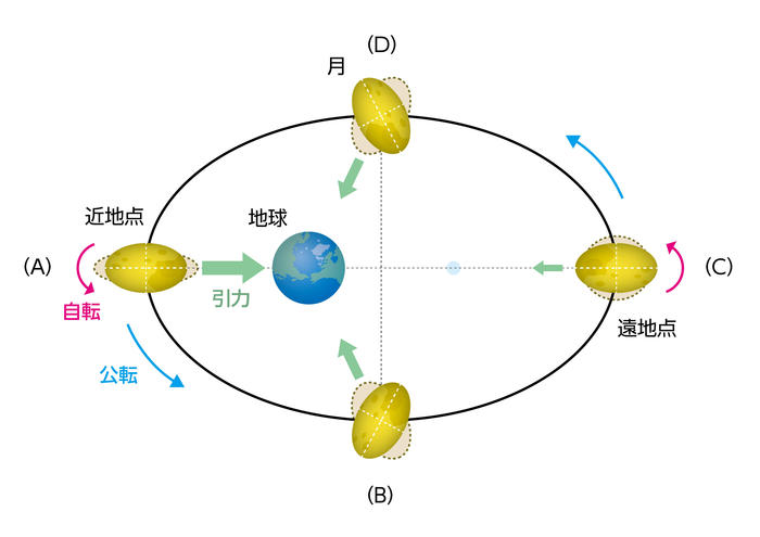 地球の引力によって月が変形する様子を説明した模式図